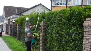 Стрижка растений живой изгороди туя Брабант