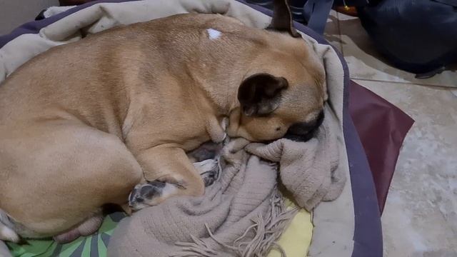 Французский бульдог Курт во время бомбежки смотреть онлайн