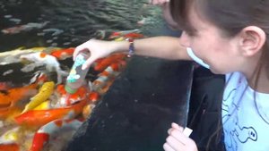 Таиланд Королевские карпы Кормление