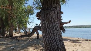 Волгоград, остров Сарпинский: Соловей, говно, стекло...