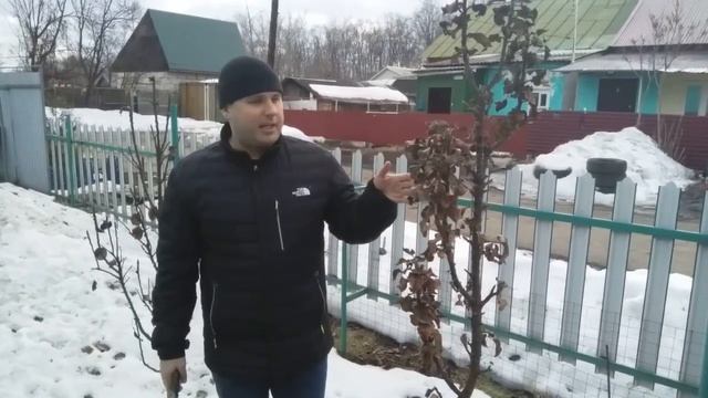 Обрезка колоновидной яблони и Лобо. смотреть онлайн