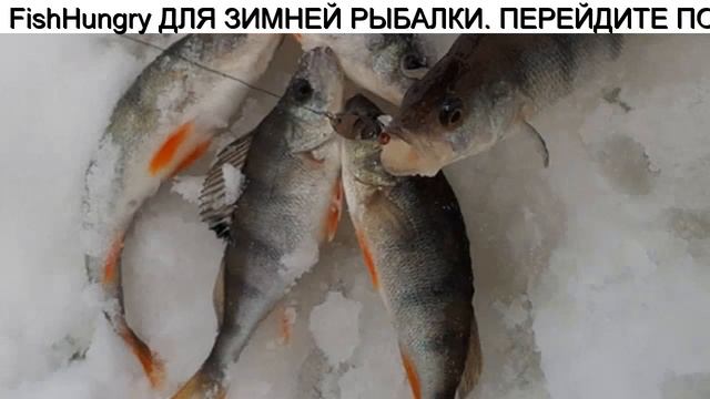 Купить Прикормки Для Зимней Рыбалки