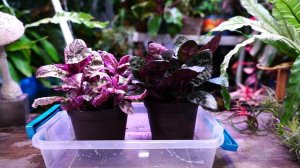 Purple Waffle Plant! Hemigraphis alternata