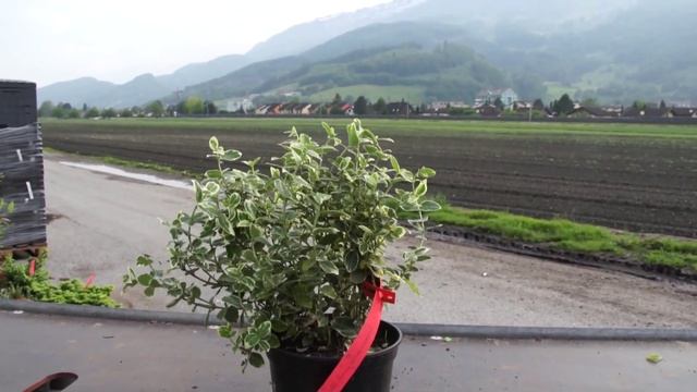 Spindelstrauch - Euonymus fortunei emerald gaiety смотреть онлайн