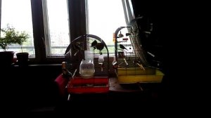 Канарейки поют