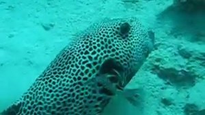 Корова=Звездчатый аротрон= Arathron Stellatus= Starry Puffer_MVI 0014