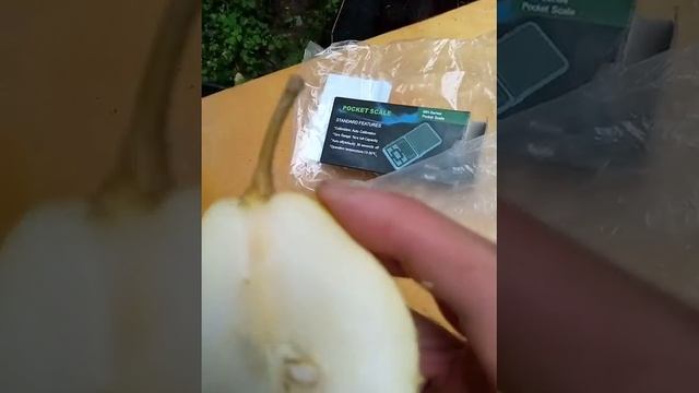 Груша Бере літня