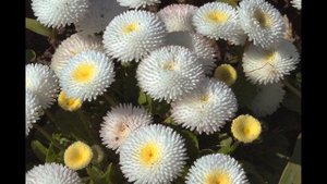 Маргаритка многолетняя – на все случаи жизни