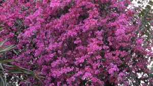 #flower#paperflower#lesserbougainvillea#bougainvillea#| Bougainvillea Glabra||