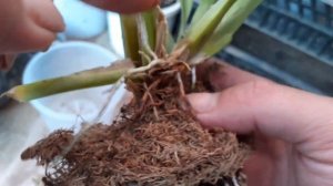 Камбрия как нарастить корни