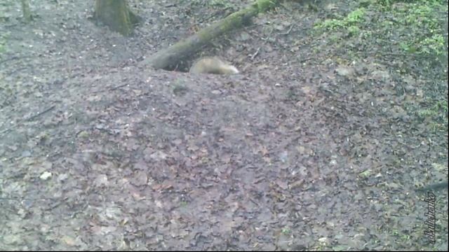 БАРСУКИ В АПРЕЛЕ 2018 ГОДА