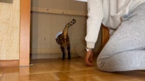 Пранк над Кошкой 80 уровня ?