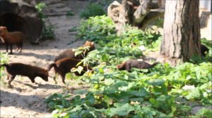 Семейство кустарниковых собак роет песок и перетаскивает деревянный диск 21.09.2023