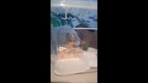 Эублефар гремит хвостом