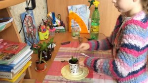 как размножить золотой ус