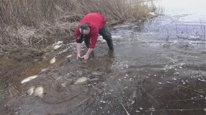 Зарыбление карпа в огромное озеро. Для платной рыбалки