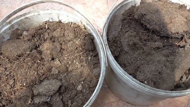 Как приготовить настой куриного помета для подкормок. смотреть онлайн