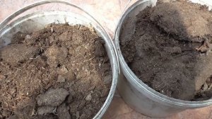 Как приготовить настой куриного помета для подкормок.