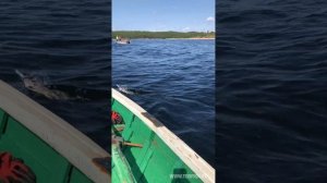 Рыбалка на горбушу в море. Белое море. Умба. Кольский. 2021. Терфиш - гостевой дом в Умбе