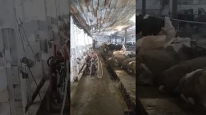 Мотивация разведения такого количества коров