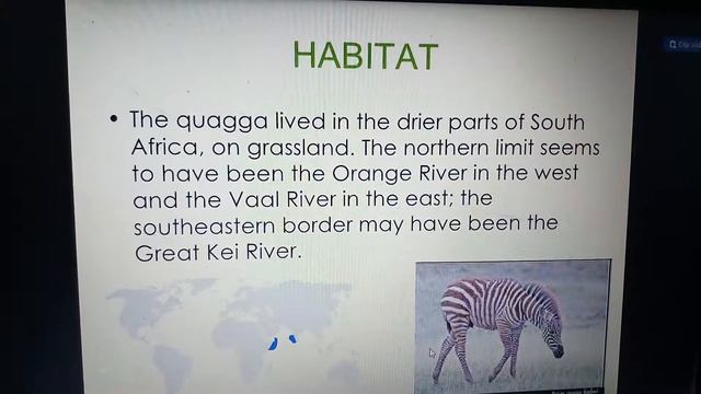 EXTINCT ANIMAL QUAGGA смотреть онлайн