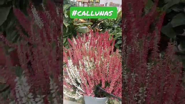 más plantas de ❄️🌧️🌦️😍en este caso la #calluna en #elviverodegloria  os esperamos