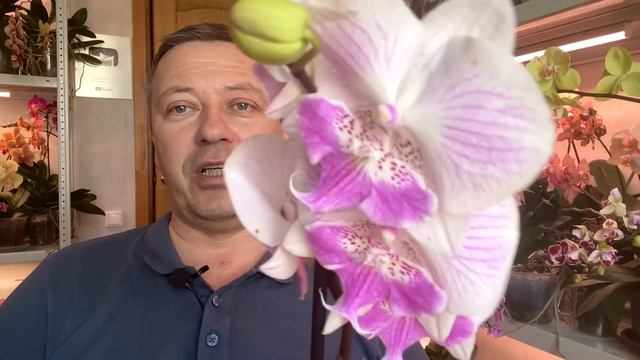 новые орхидеи : ОТВАЛ МОЗГА от этих красоток орхидей смотреть онлайн