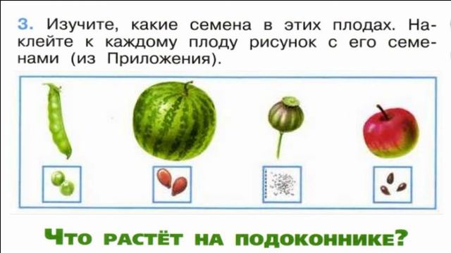 Окружающий мир. Рабочая тетрадь 1 класс 1 часть. ГДЗ стр. 11 №3 смотреть онлайн