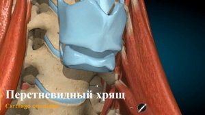 Хрящи гортани