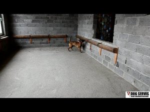 Бельгийская овчарка по кличке Дора. Тренировка на ящиках.