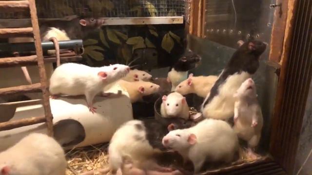 🐰Волонтёры-экологи Запорожской области доставили гуманитарную помощь зоопаркам Бердянска