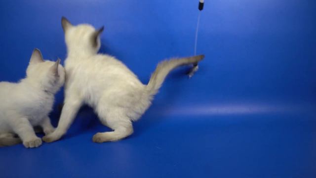 тайский котик сил-пойнт Parsifal Gamlet, 2 месяца смотреть онлайн