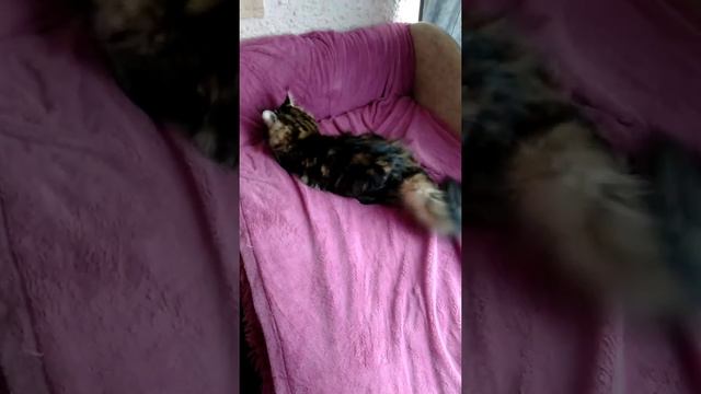 Мейн-кун Кира играется
