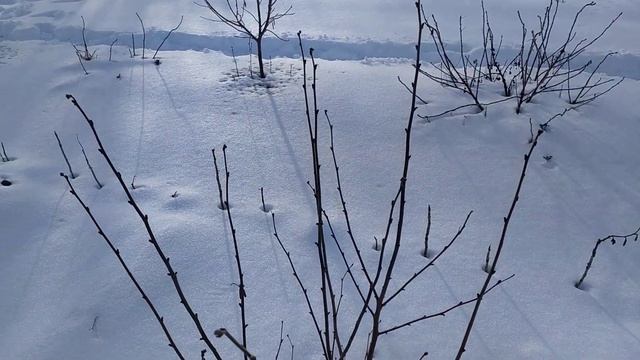 ОРГАНИЧЕСКОЕ УДОБРЕНИЕ . Куряк гранулированный , сутки после внесения ... смотреть онлайн