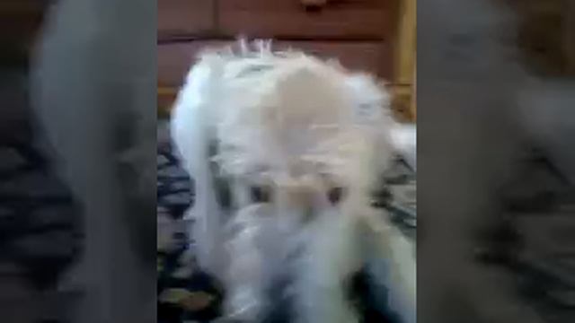 IrishWolfhounds and a German Shepard смотреть онлайн