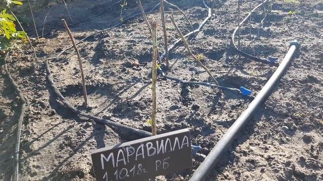 Пришли саженцы малины от производителя.