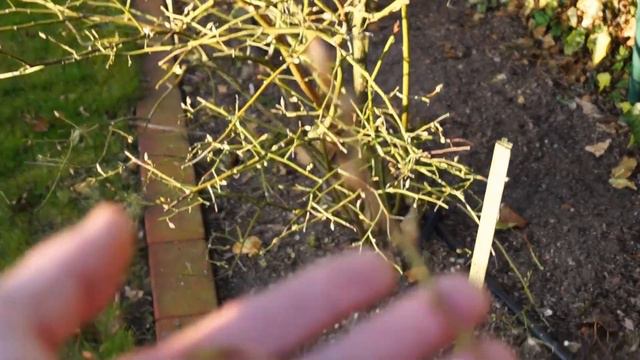 Голубика эксперимент прошёл месяц  первые результаты