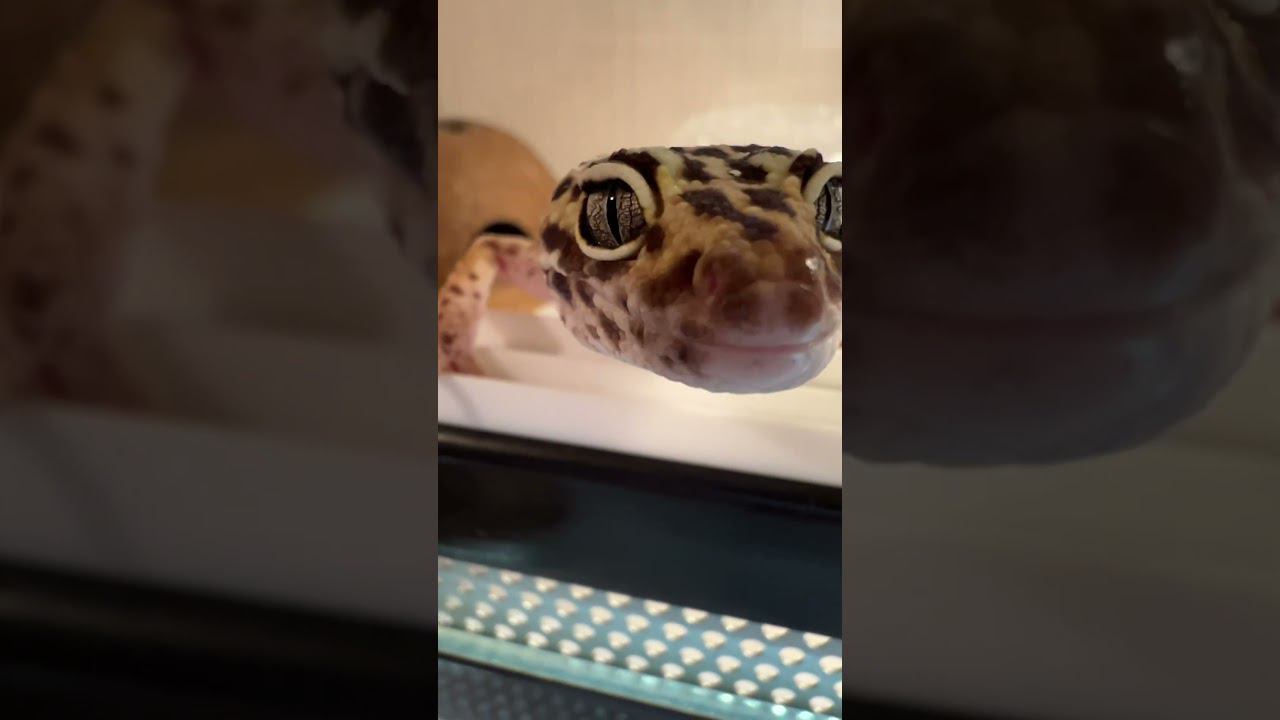ЭУ! #shortvideo #москва #zoolife #экзотика #zoo #зверьёмоё #zooanimals #ящерицы #эублефар #зверь