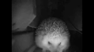 ежик пернул