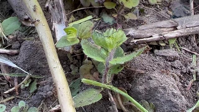 Я Не Верил, Но От Муравьев Помогло Сразу Же! Муравьи Ушли Прямо На Глазах! смотреть онлайн