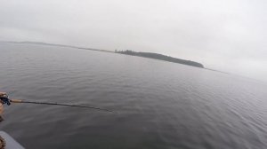 Щуки на Strike Pro Pig Shad Jr