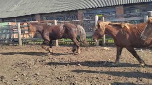 Выскочил бешеный жеребец к кобылам
