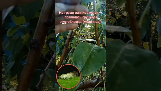 Грушевая медяница