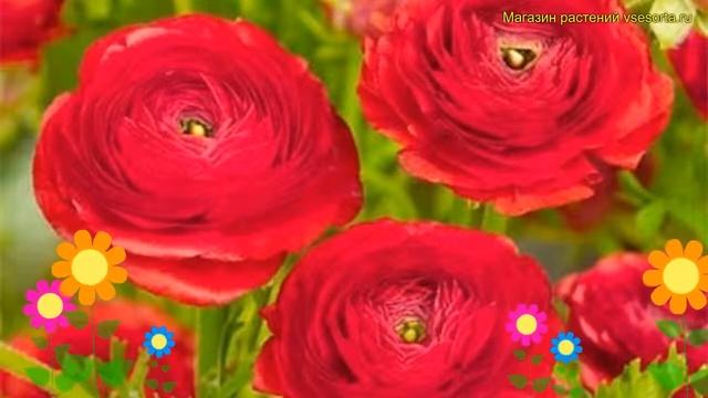 Лютик азиатский Рэд. Краткий обзор, описание характеристик ranunculus asiaticus Red смотреть онлайн