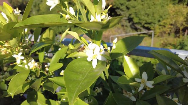 Entdecken Sie die Vielfalt der Zitruspflanzen  Gartenschlau.com 