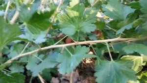 Крыжовник Тиксия  (часть2)