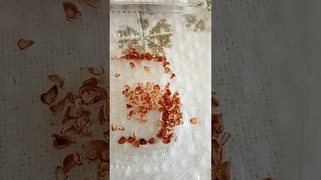 #Тюльпан#семена# смотреть онлайн