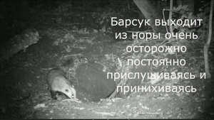 БАРСУЧЬЯ НОРА