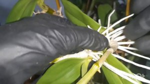 Отделяем детку дендробиум. Посадка в субстрат, обработка срезов.