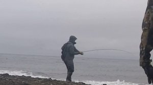 Морская рыбалка с берега,ловим горбушу на спиннинг(Sea fishing, we catch pink salmon on spinning)